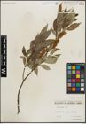 Foto von Salix lucida Muhl.